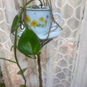 Teacup planter, with macrame hanger and devils ivy plant.